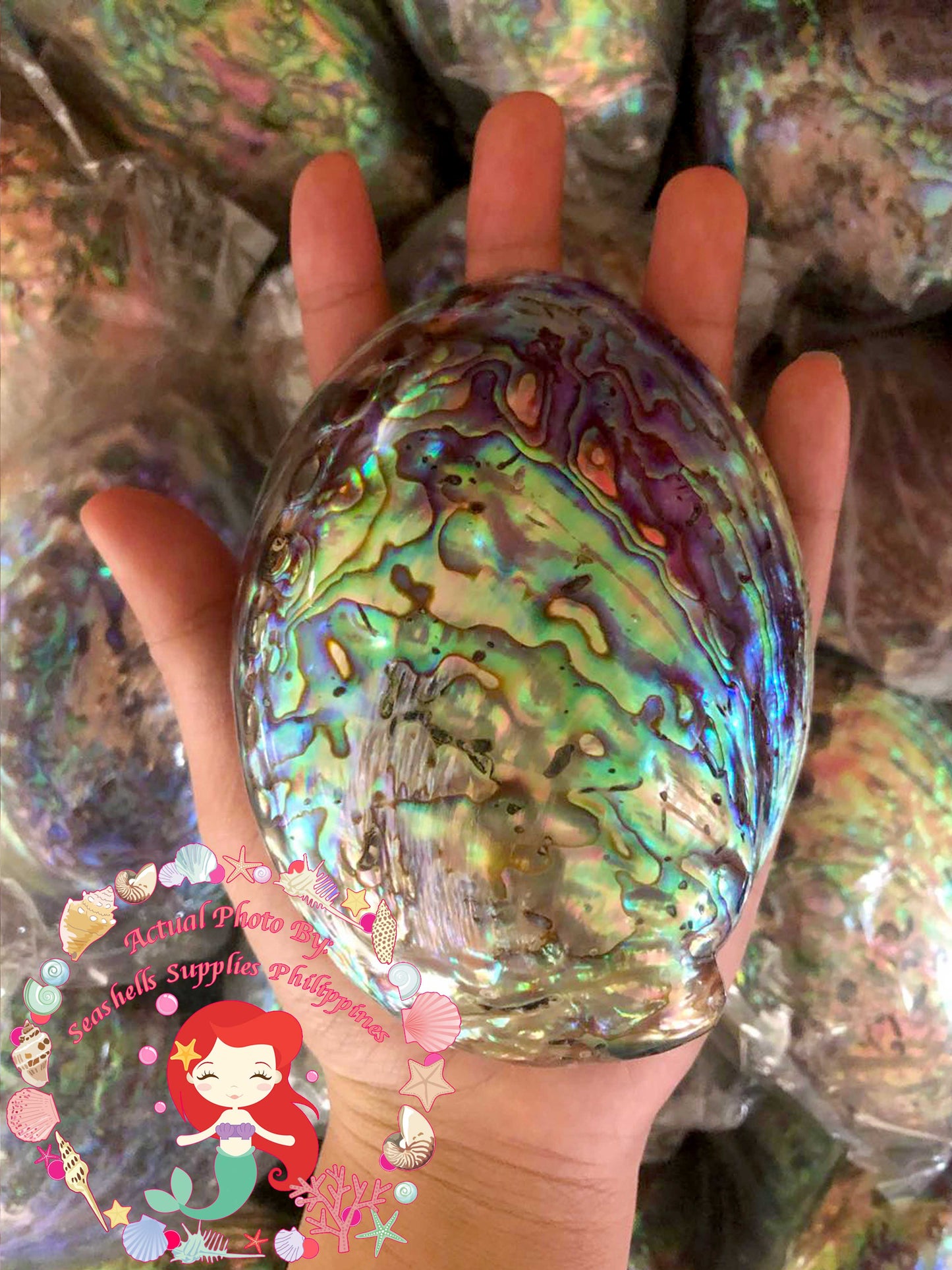 Abalone Paua | Blackfoot Paua | Rainbow Abalone | 6 Inches | Large