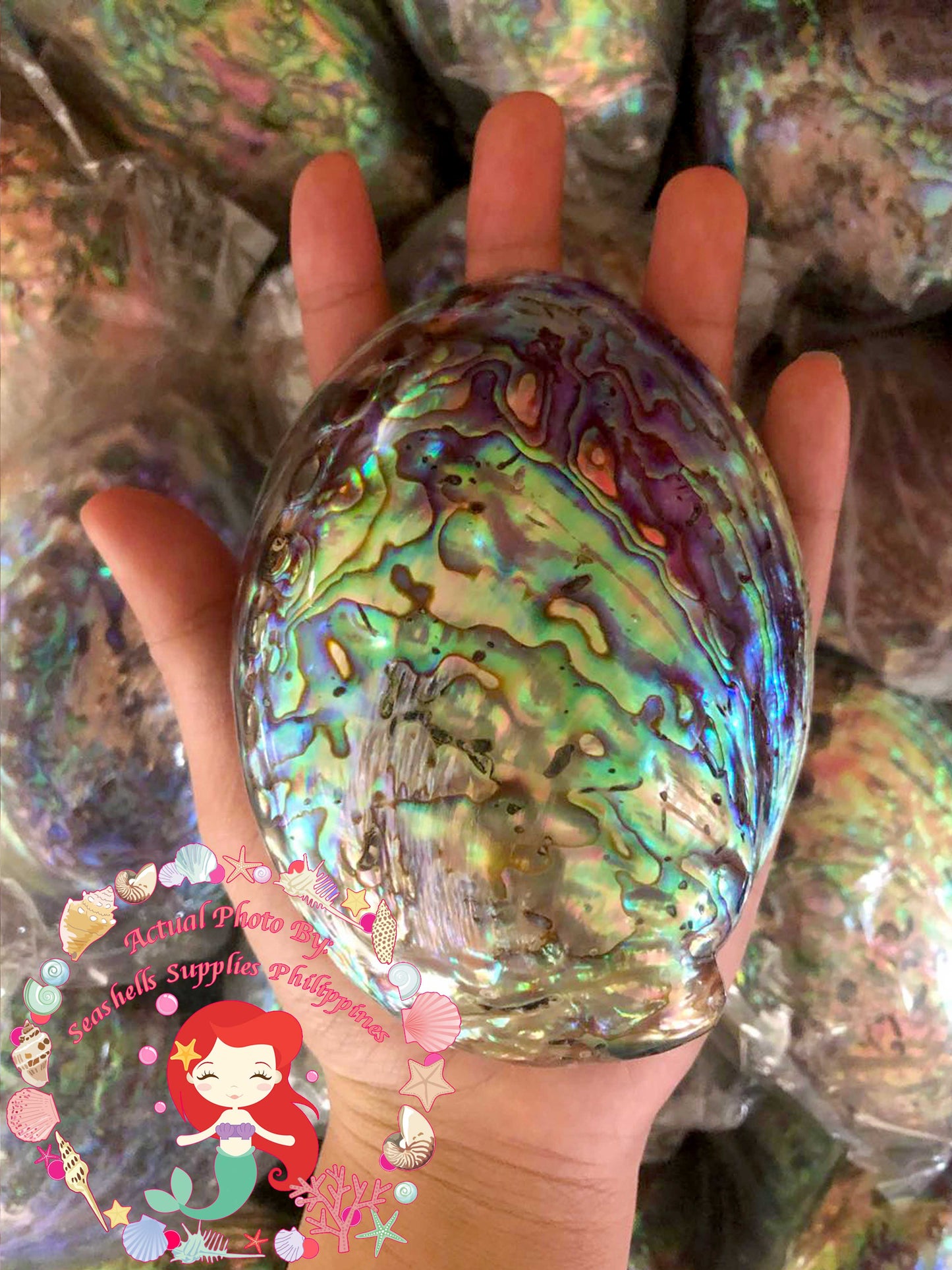 Abalone Paua | Blackfoot Paua | Rainbow Abalone | 5 Inches