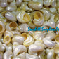 Turbo Pearlized Gold | Gold Mouth Turban | 1 - 3.5 Inches