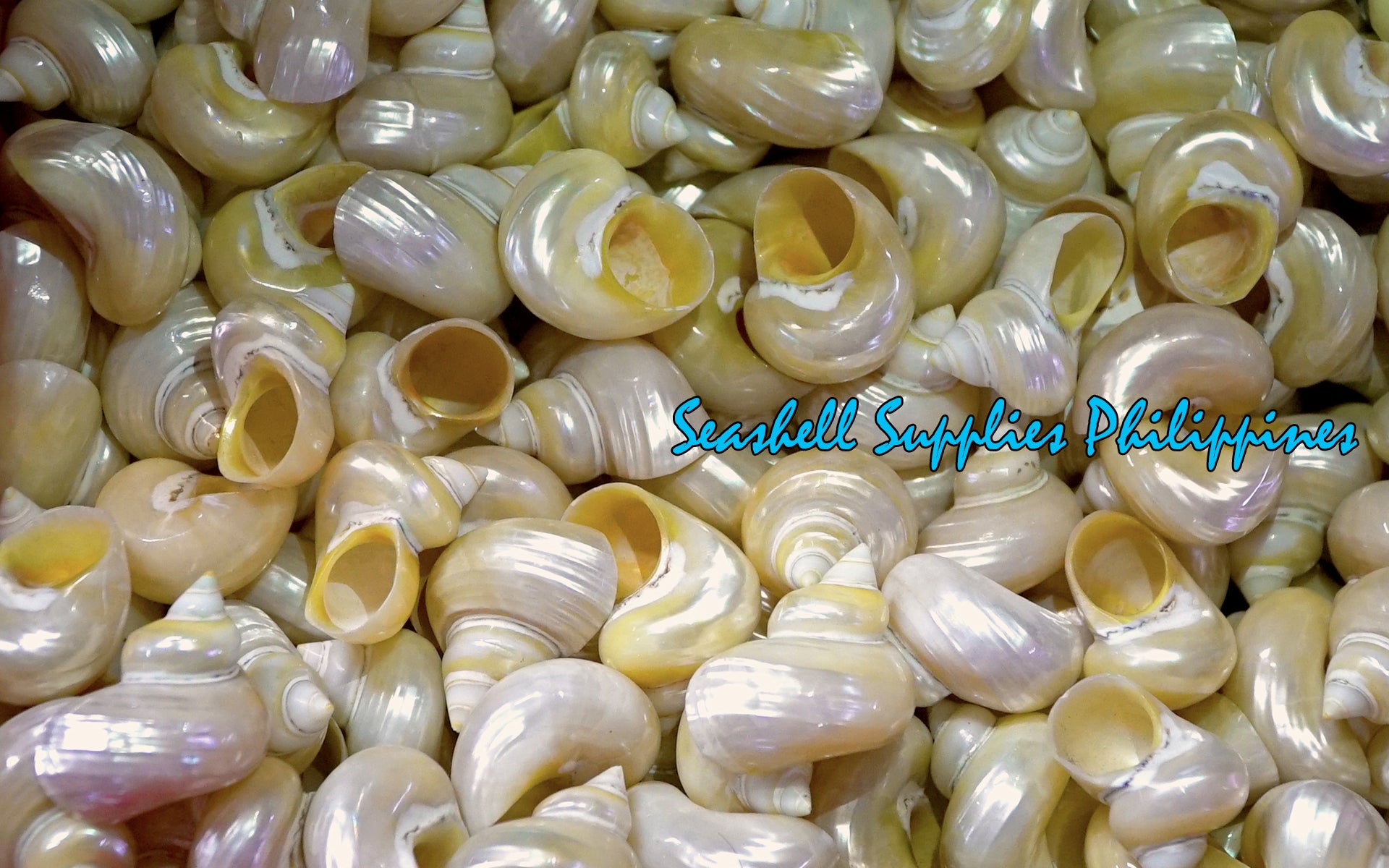 Turbo Pearlized Gold | Gold Mouth Turban | 1 - 3.5 Inches