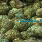 Turbo Green Natural | Buffed | Crass Turban | 1 - 2.5 Inches