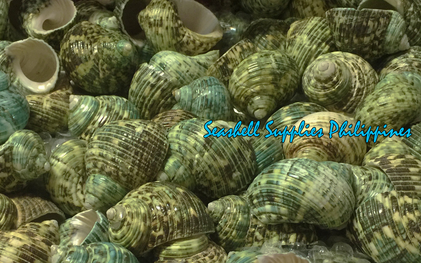 Turbo Green Natural | Buffed | Crass Turban | 1 - 2.5 Inches