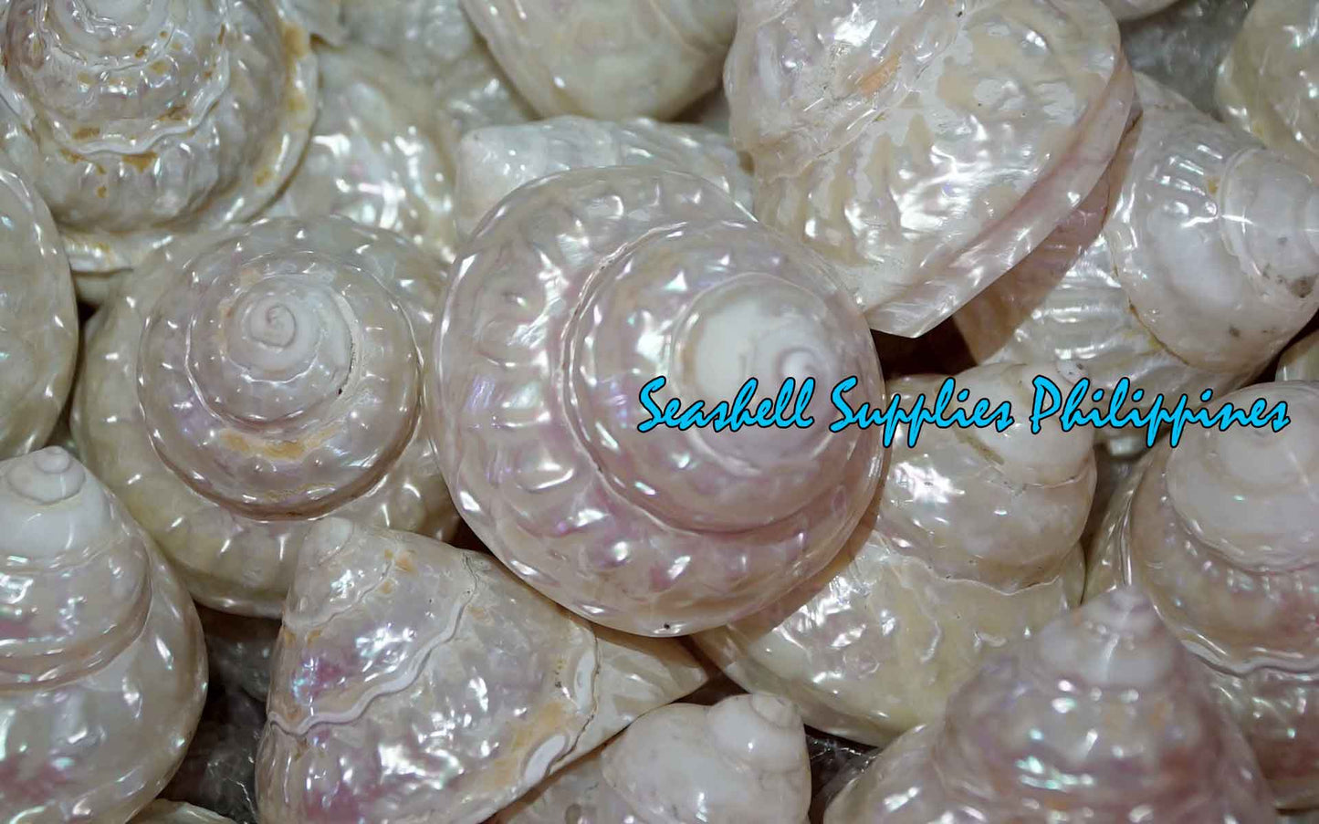 Turbo Undasa Pearlized | Carved Star | 3 - 5 Inches | Large