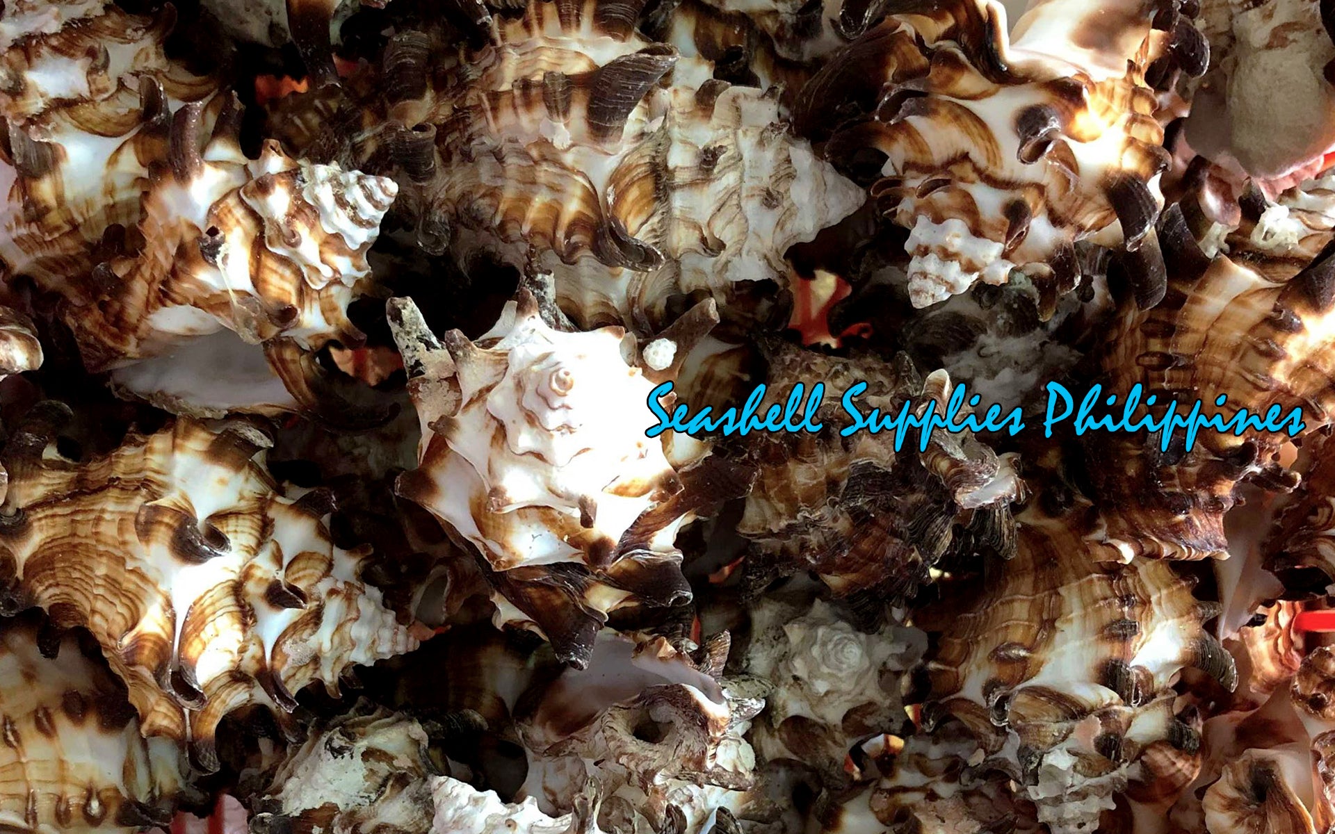 Vasum Tubiferum | Vase Shells | 1.5 - 4 Inches