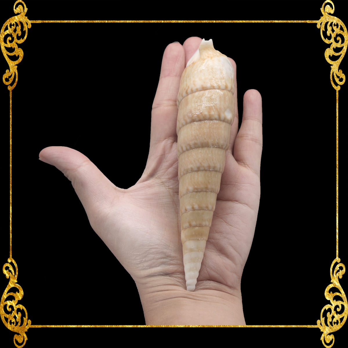 Vertagus | Common Creeper | Rhinoclavis Vertagus | 4 - 6 Inches | Large