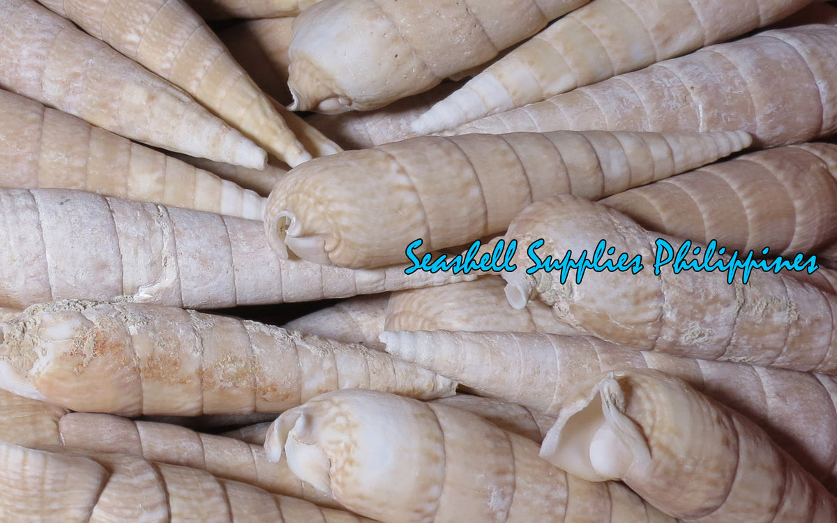 Vertagus | Common Creeper | Rhinoclavis Vertagus | 4 - 6 Inches | Large