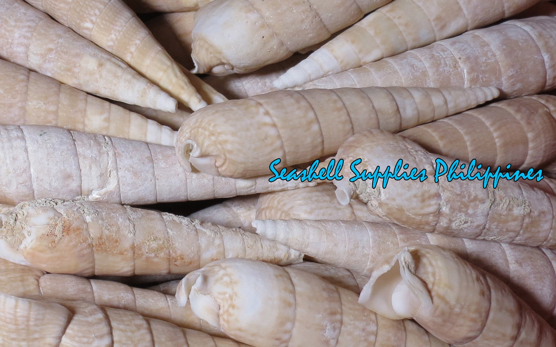 Vertagus | Common Creeper | Rhinoclavis Vertagus | 4 - 6 Inches | Large