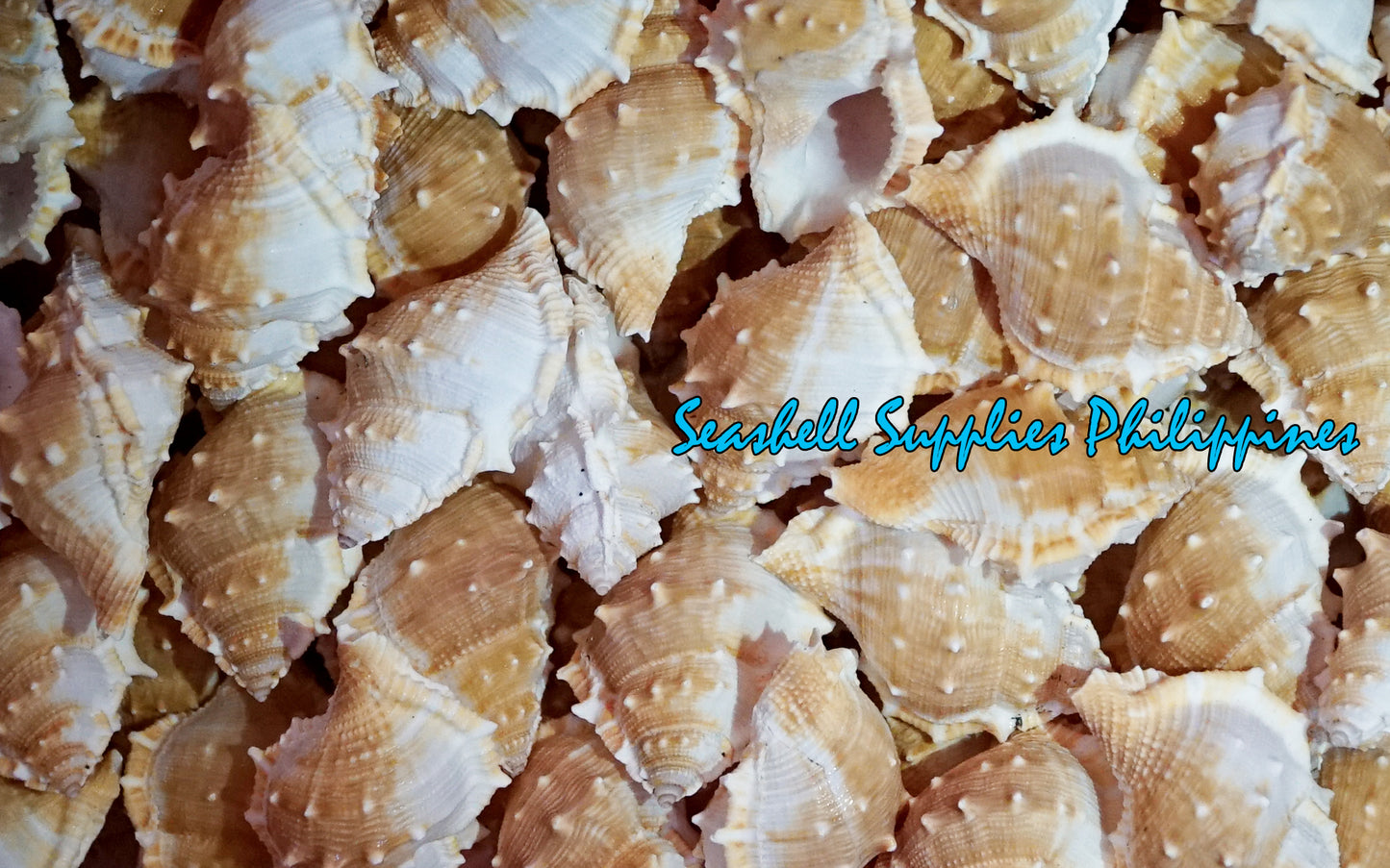 Bursa Espinosa | Spiny Frog Shell | 1 - 3.5 Inches