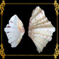Bear Paw Clam | Hippopus Clams | 1 - 4 Inches