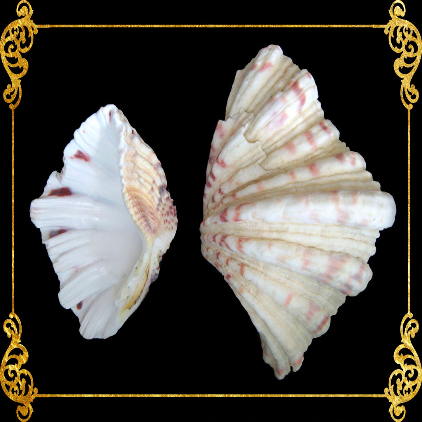 Bear Paw Clam | Hippopus Clams | 1 - 4 Inches