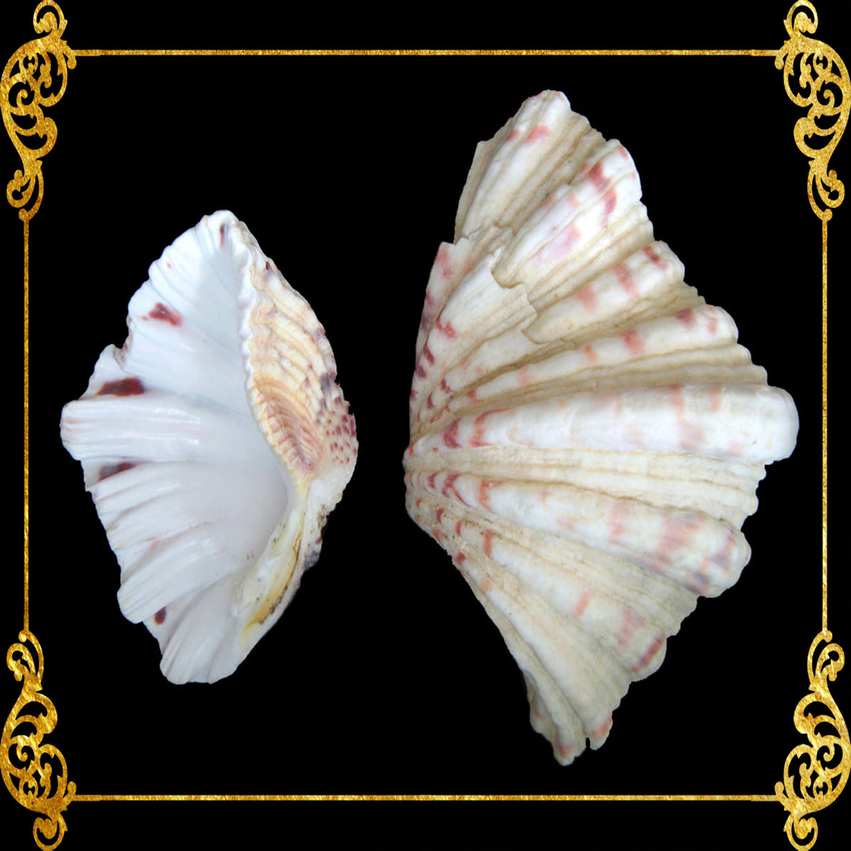 Bear Paw Clam | Hippopus Clams | Seashells | 1 - 4 Inches