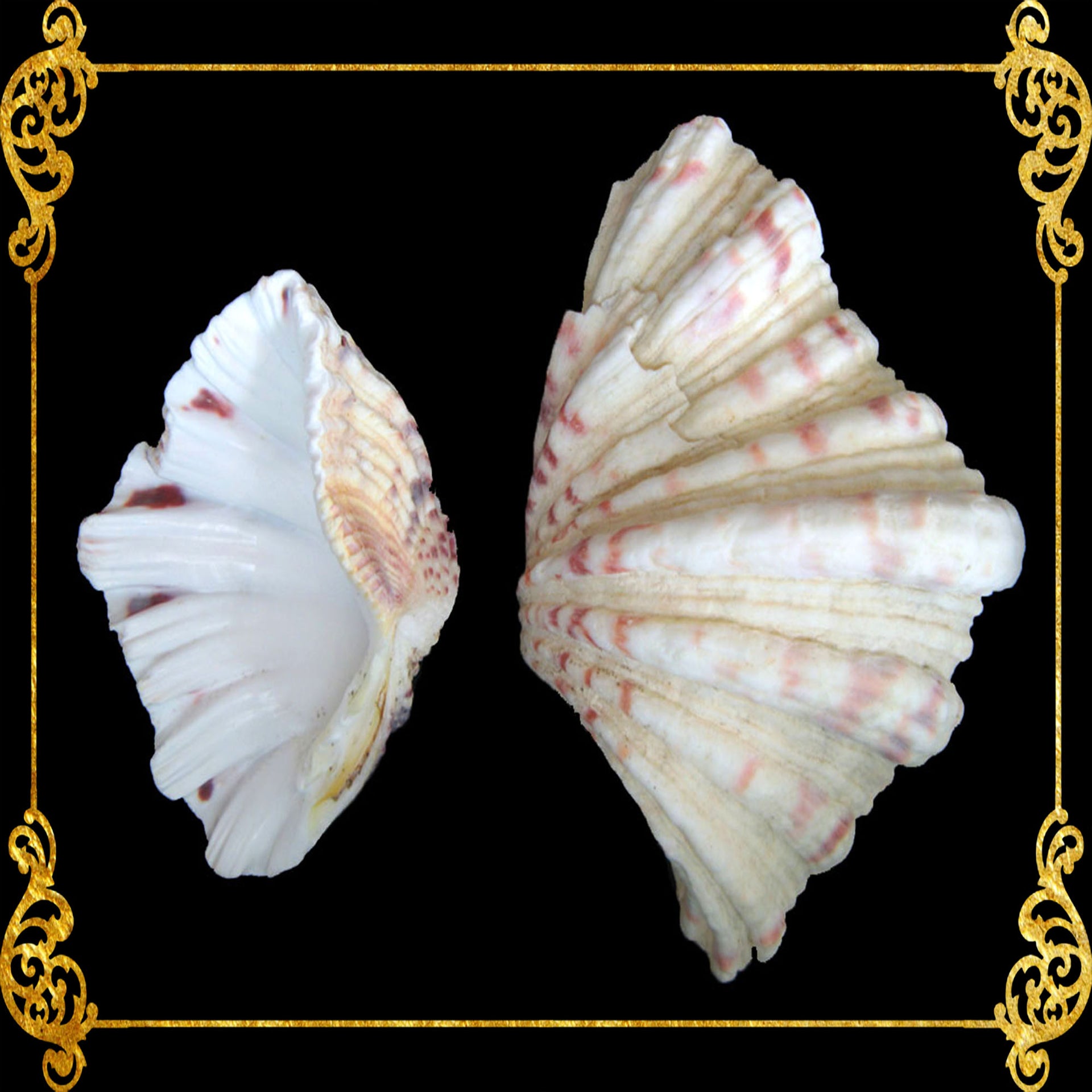 Bear Paw Clam | Hippopus Clams | Seashells | 1 - 4 Inches