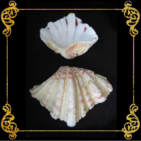 Bear Paw Clam | Hippopus Clams | Seashells | 1 - 4 Inches