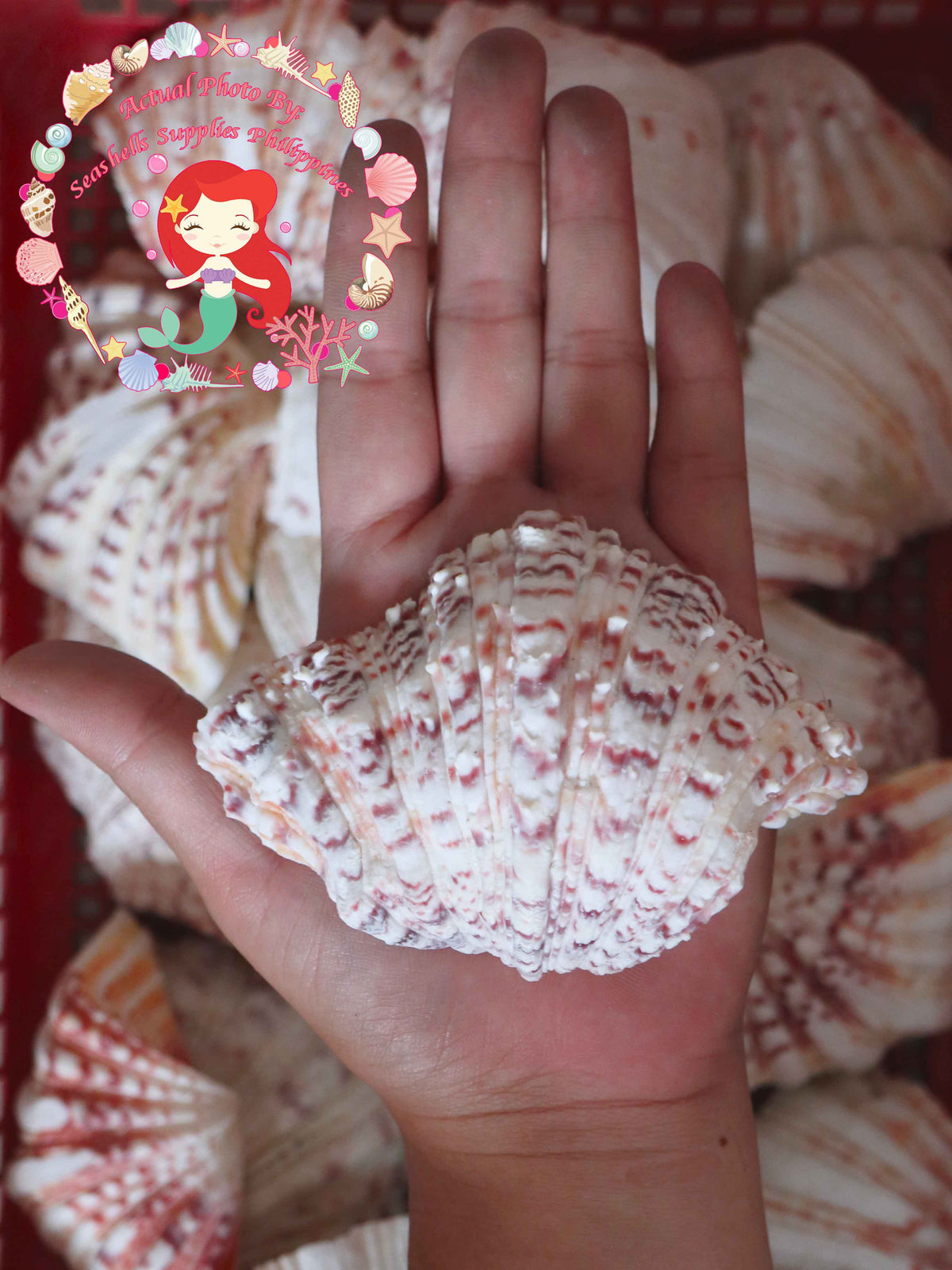 Bear Paw Clam | Hippopus Clams | Seashells | 1 - 4 Inches