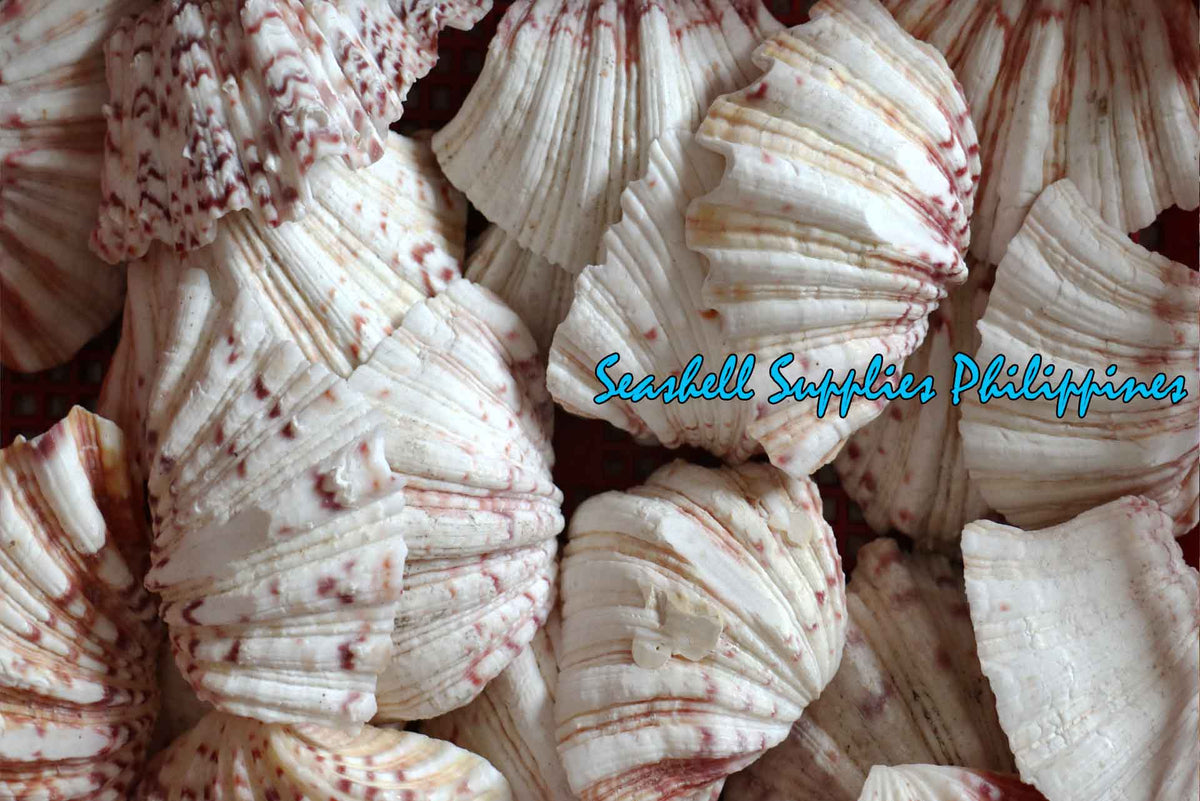 Bear Paw Clam | Hippopus Clams | Seashells | 1 - 4 Inches