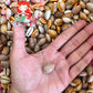 Cypraea Albuginoso | Grape Cowry | 1 - 1.5 Inches