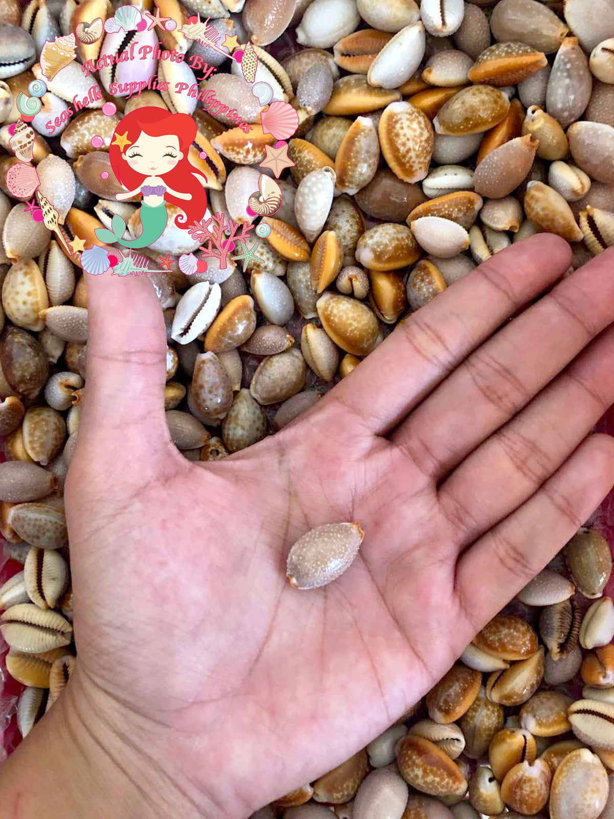 Cypraea Albuginoso | Grape Cowry | 1 - 1.5 Inches