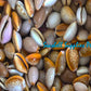 Cypraea Albuginoso | Grape Cowry | 1 - 1.5 Inches