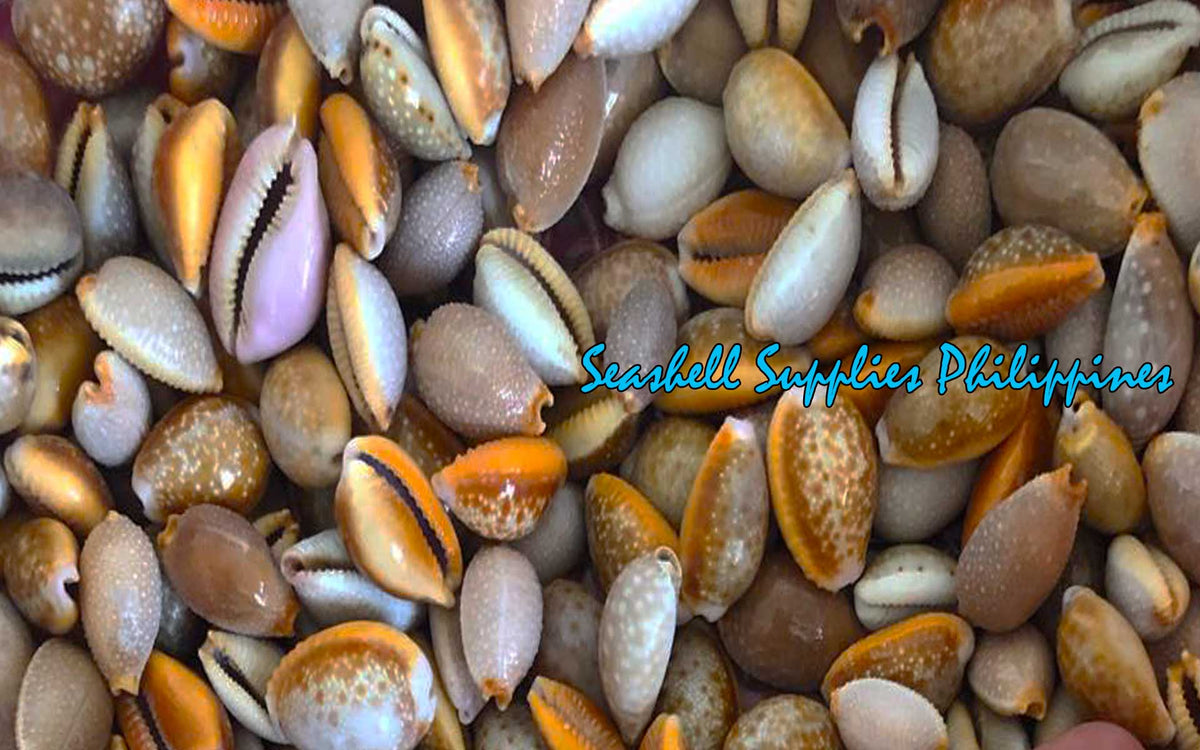 Cypraea Albuginoso | Grape Cowry | 1 - 1.5 Inches