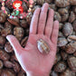 Cyprea Arabica | Arabian Cowry | 1 - 1.6 Inches