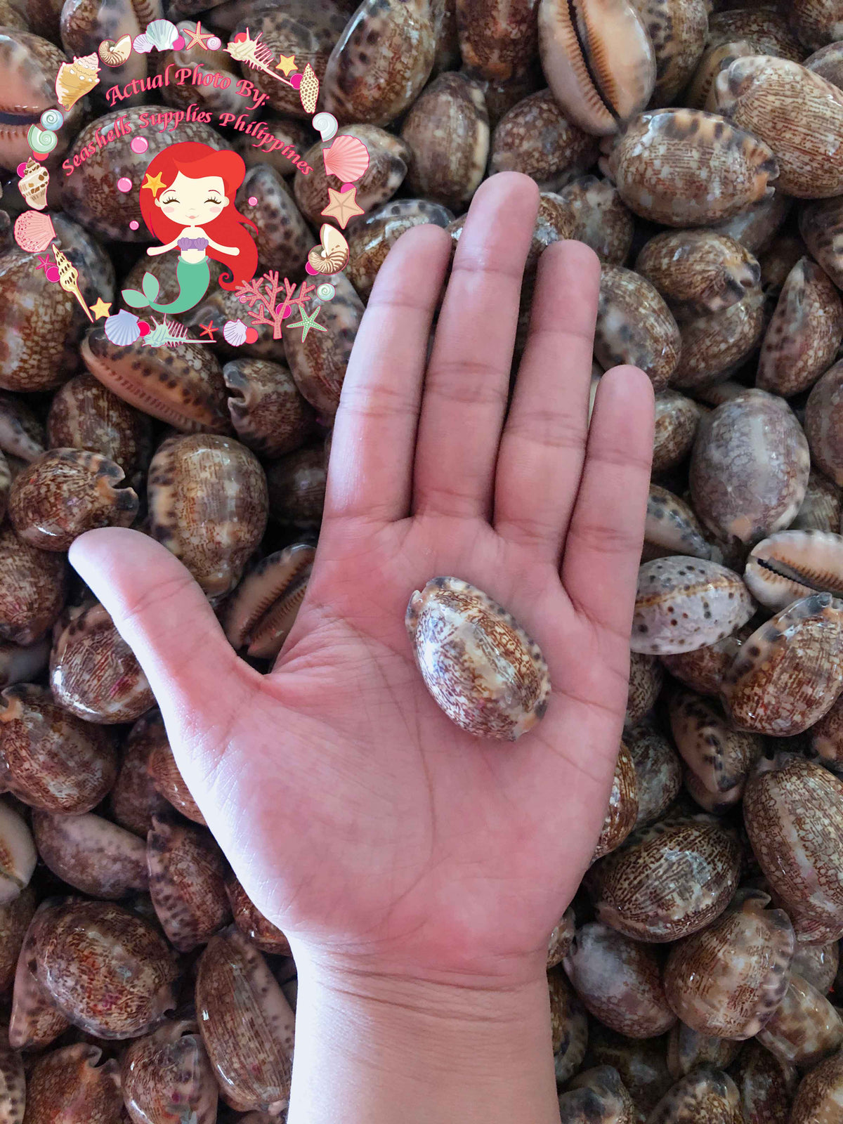 Cyprea Arabica | Arabian Cowry | 1 - 3.9 Inches