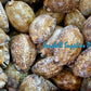 Cyprea Arabica | Arabian Cowry | 1 - 1.6 Inches