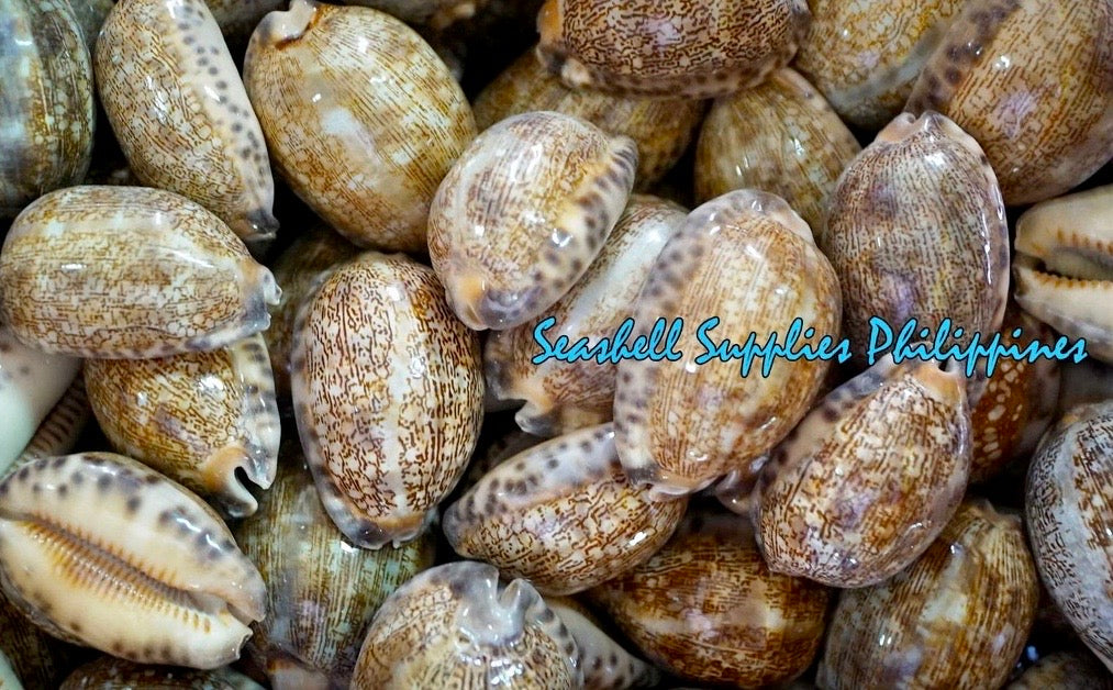 Cyprea Arabica | Arabian Cowry | 1 - 3.9 Inches