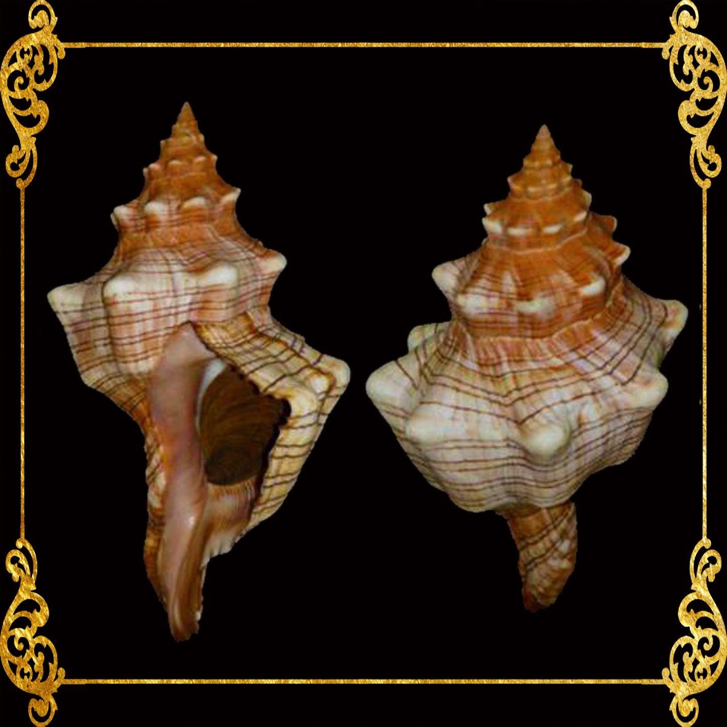 Fasciolaria | Trapezium Horse Conch | 8 - 9 Inches | Large