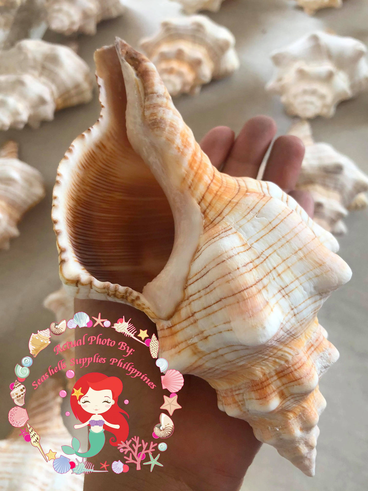 Fasciolaria | Trapezium Horse Conch | 8 - 9 Inches | Large