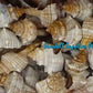 Fasciolaria | Trapezium Horse Conch | 8 - 9 Inches | Large