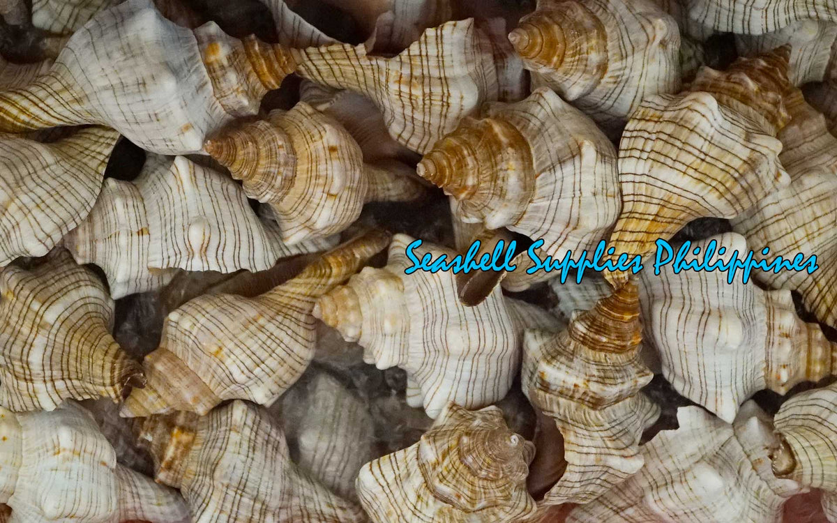 Fasciolaria | Trapezium Horse Conch | 8 - 9 Inches | Large