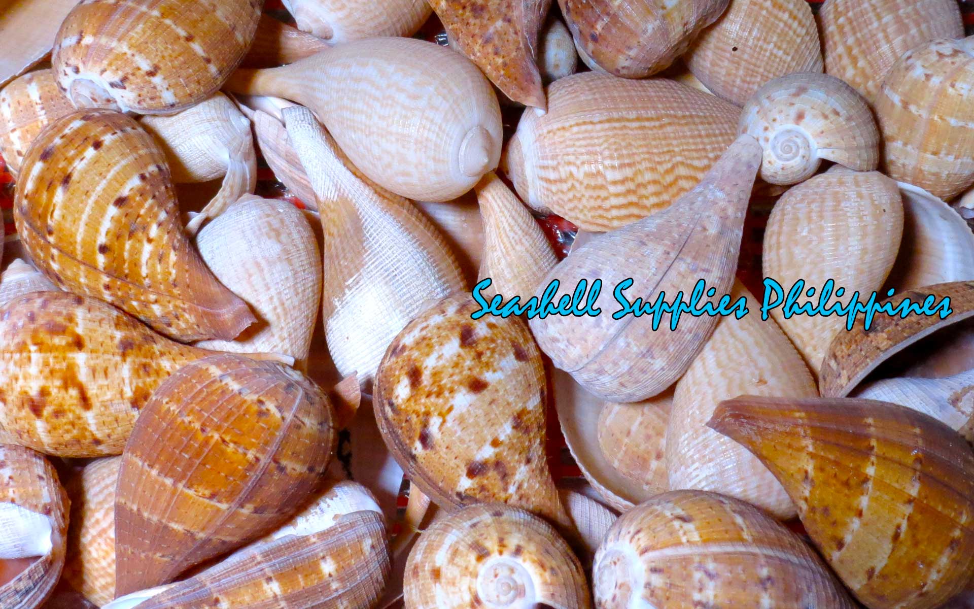 Ficus Gracius | Graceful Fig Shell | 3 - 5.5 Inches – Seashell Supplies ...