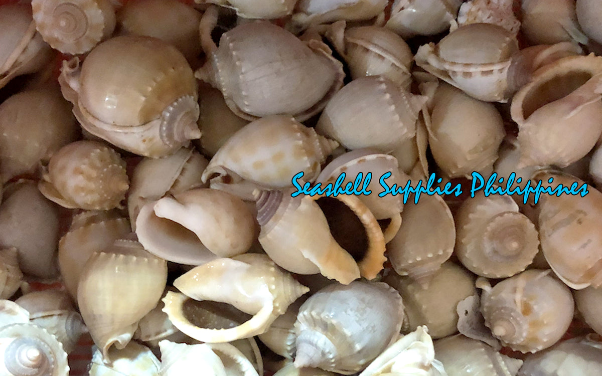 Glucum Phallium | Grey Bonnet | 1 - 2.5 Inches