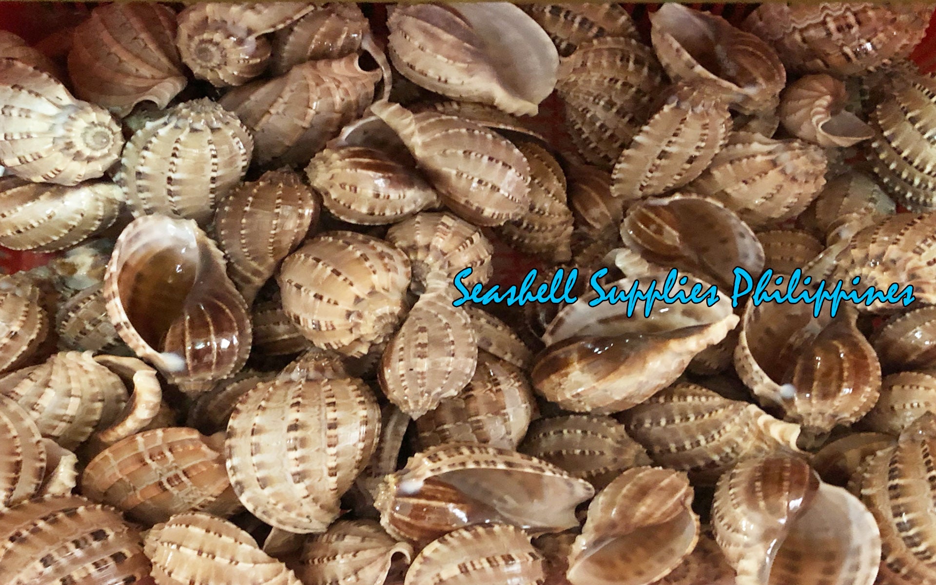 Harpa Major | Major Harp | 2 - 4 Inches