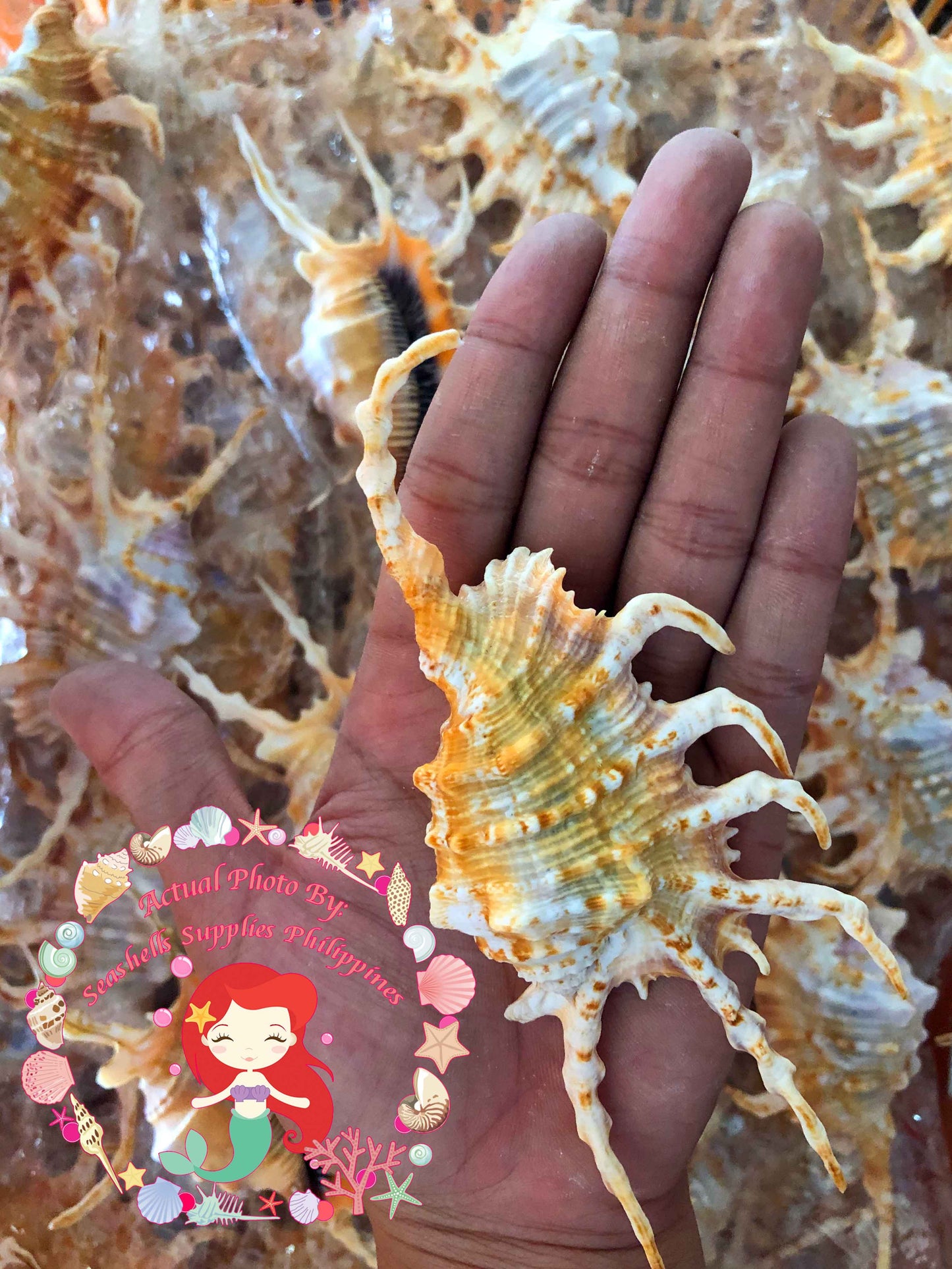 Lambis Scorpio | Scorpio Conch | 5 - 7 Inches | Large