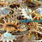 Lambis Scorpio | Scorpio Conch | 5 - 7 Inches | Large