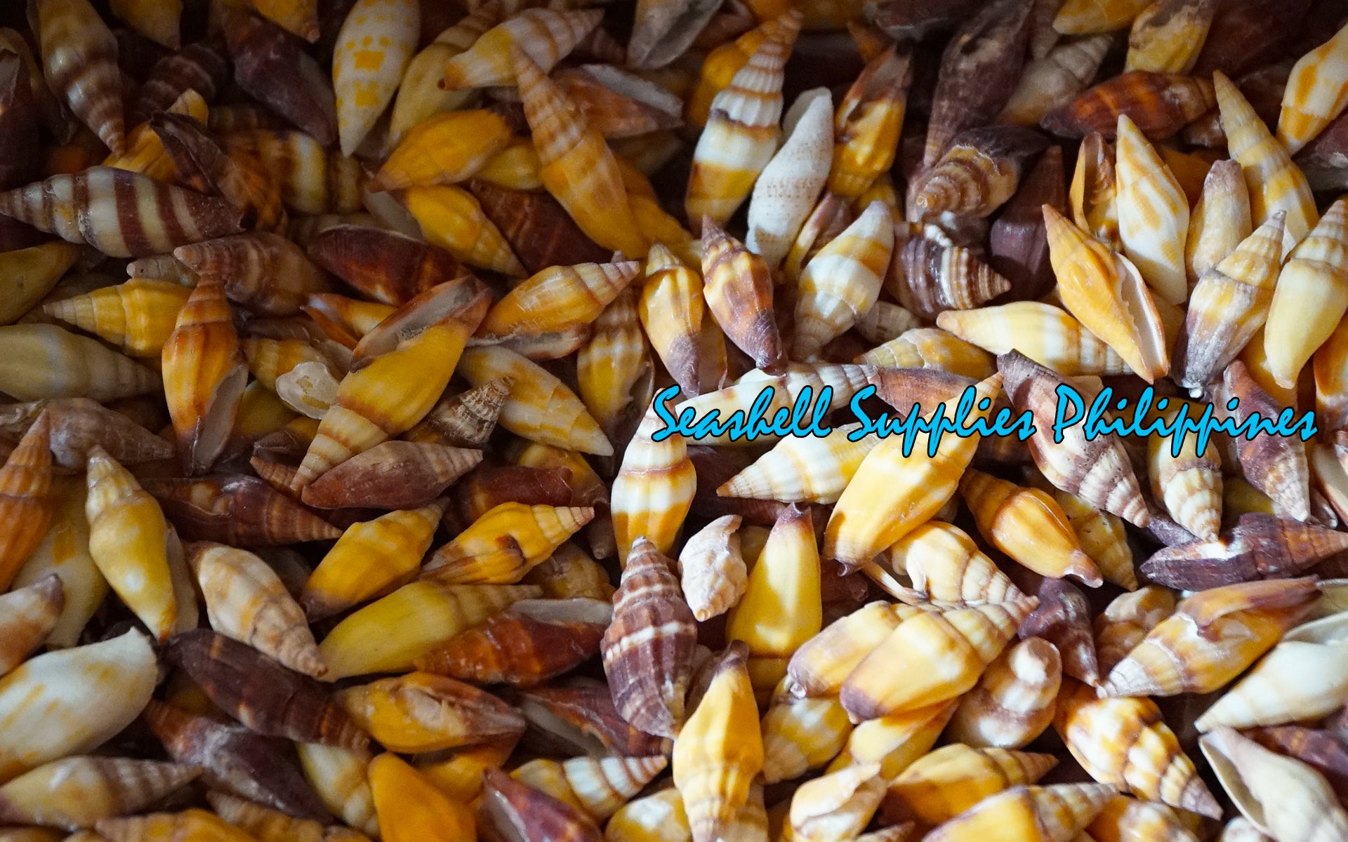 Mitra Rugosum | Vexilum Vulpecula | Yellow | 1 - 2 Inches