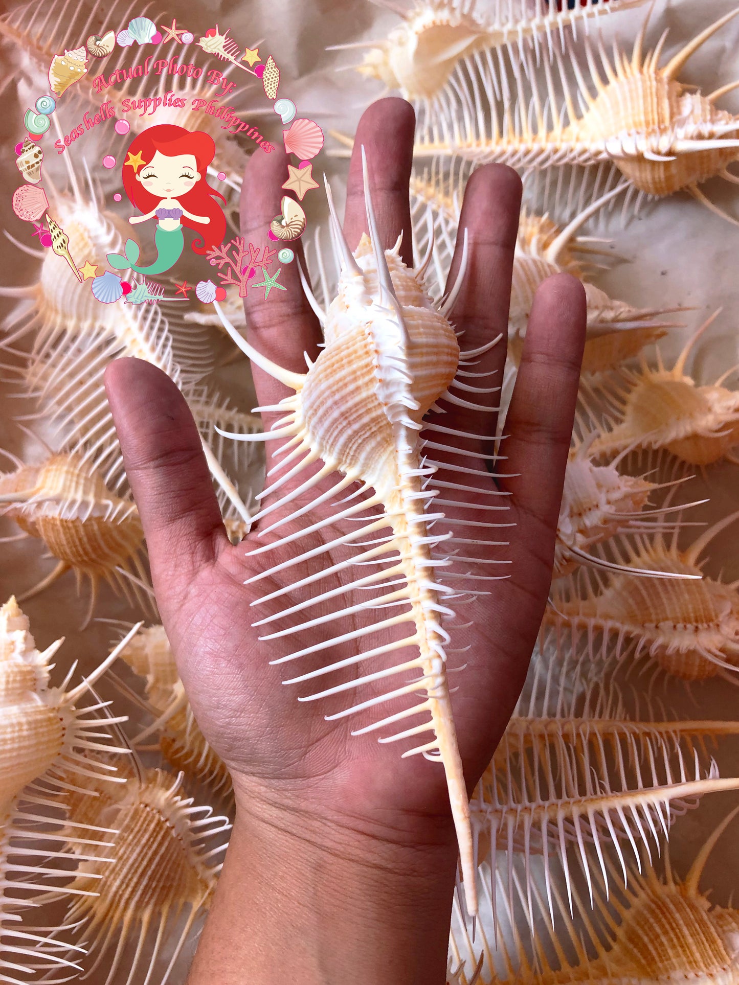 Murex Pecten | Venus Comb Murex | 3 - 5.5 Inches | Medium