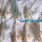 Murex Pecten | Venus Comb Murex | 3 - 5.5 Inches | Medium