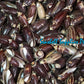 Olive Black | Olive Shell | Olividae | 1 - 1.5 Inches