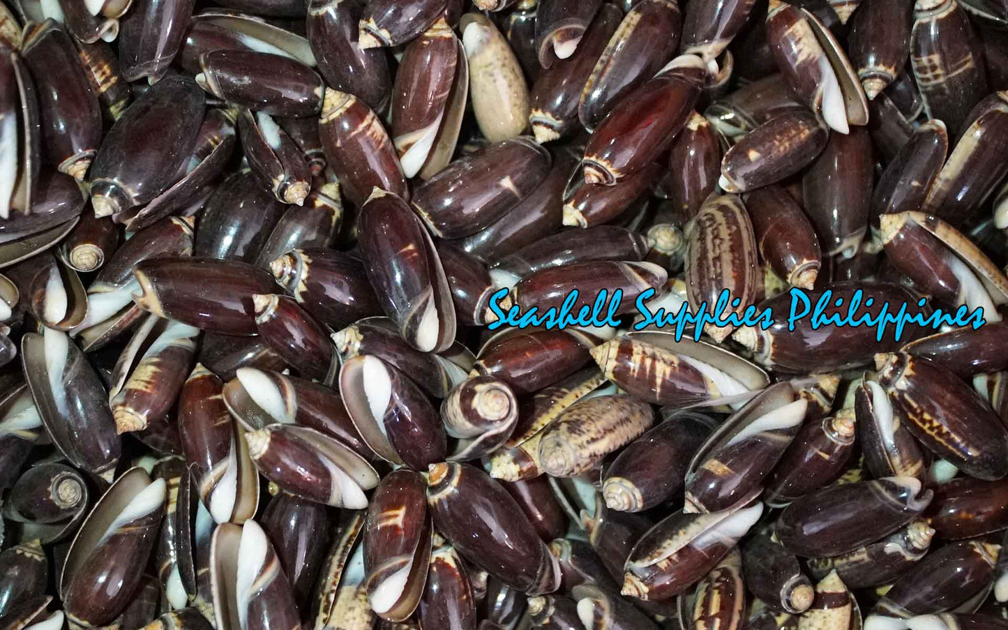 Olive Black | Olive Shell | Olividae | 1 - 1.5 Inches