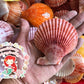 Pecten Colored | Cleaned | Pecten Nobilis | 3.5 - 4 Inches