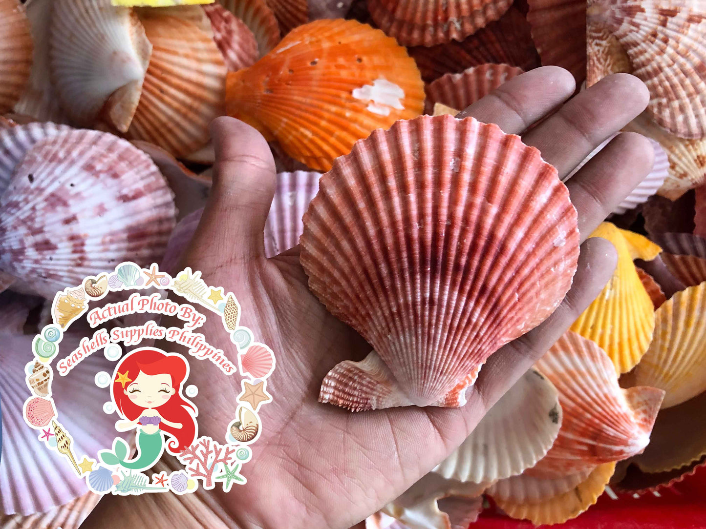 Pecten Colored | Cleaned | Pecten Nobilis | 3.5 - 4 Inches