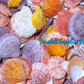 Pecten Colored | Cleaned | Pecten Nobilis | 3.5 - 4 Inches