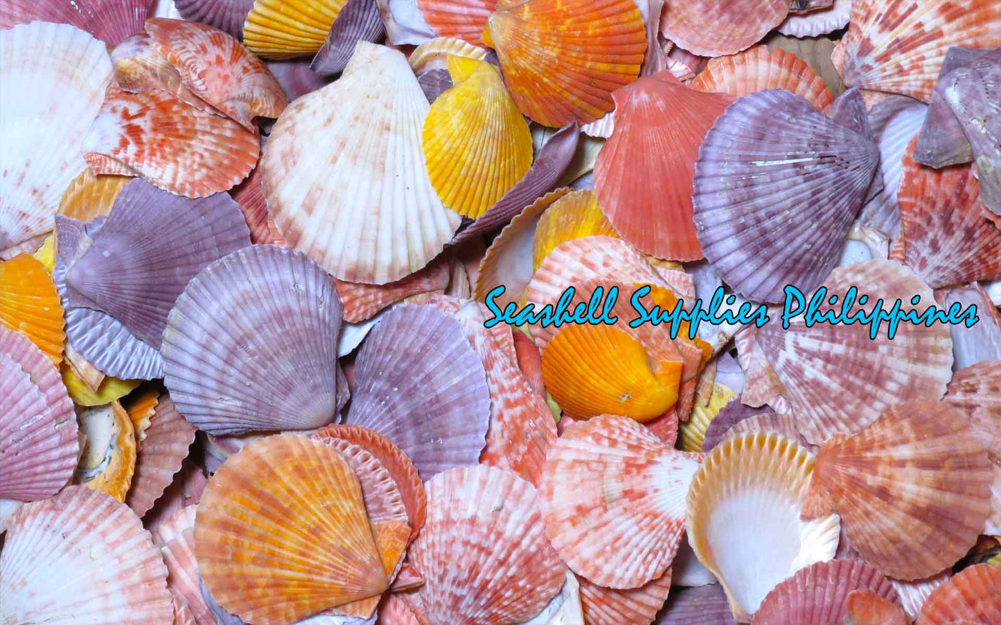 Pecten Colored | Cleaned | Pecten Nobilis | 3.5 - 4 Inches