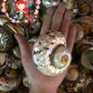 Samarticus Pearlized | South African Turban | Polished | 1 - 3.9 Inches