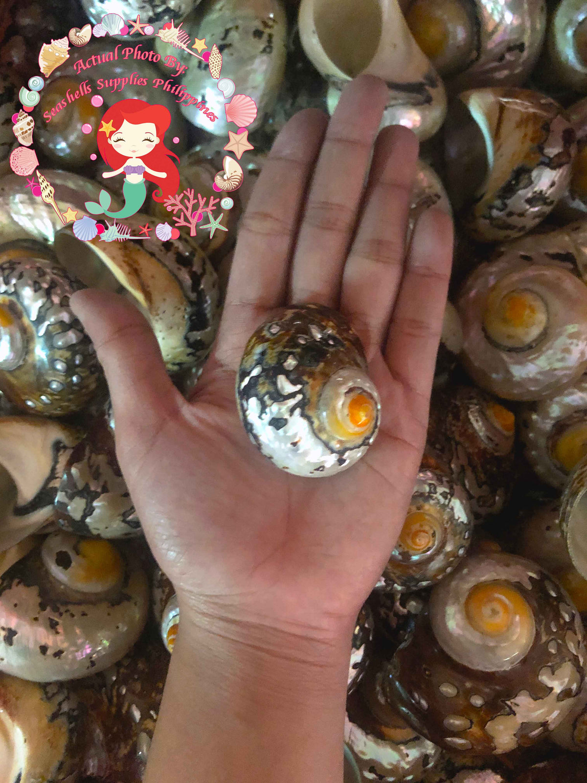 Samarticus | South African Turban | Polished | 1 - 3.5  Inches