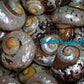 Samarticus Pearlized | South African Turban | Polished | 1 - 3.9 Inches