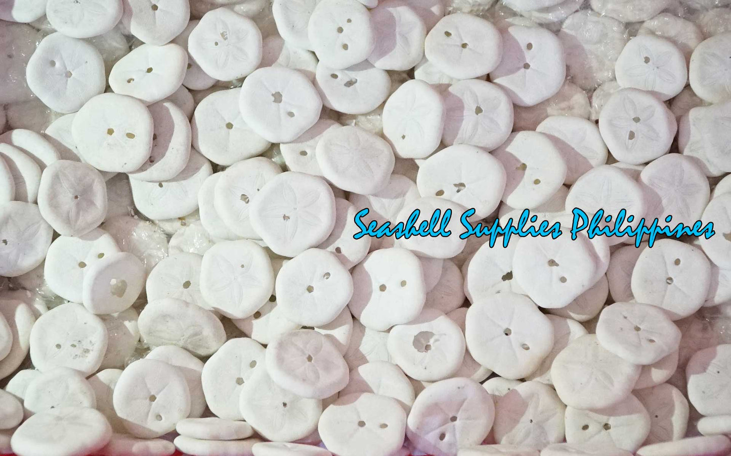 Sand Dollar | Sea Cookie |1 - 1.5 Inches
