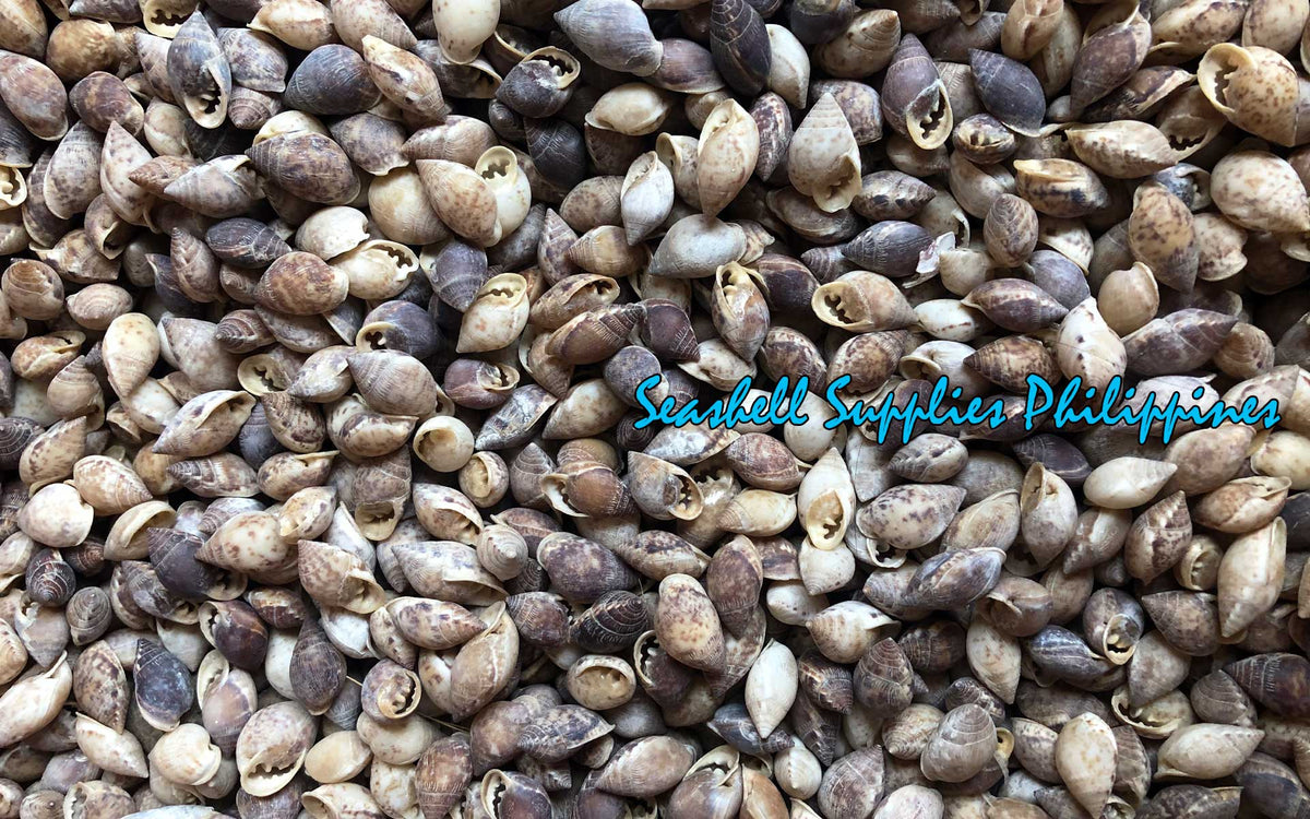 Snail Flat | Dove Shell | 0.5 - 1.5 Inches